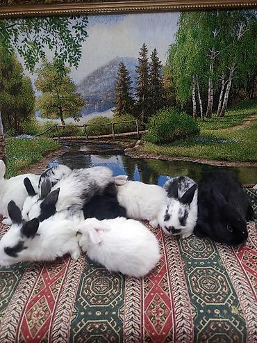 Dovşanlar: Dovşan yemi 2-azn Bala Dovşanlar 5azn. Apilka (Yonqar 1.50azn) — 22