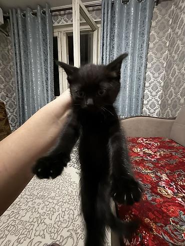абиссинский кот: Черный котёнок - Окрас: сплошной чёрный, короткая блестящая шерсть. - — 2