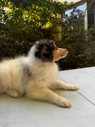 Продажа собак: Колли, 5 месяцев, Самец — 7