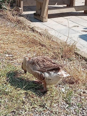 quban toyuqlari: 1 erkek 3 disi quban qazı hal hazırda yumurtayılar, 1 erkek 2 disi — 2