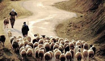 daye axtarıram tecili: Coban axtariram