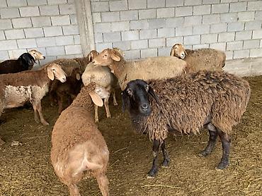 Баран, овца: Продаю | Овца (самка) | Для разведения | Матка — 1