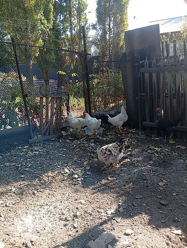 голуби животные: Продаю | Куры | Домашняя | Для разведения — 2
