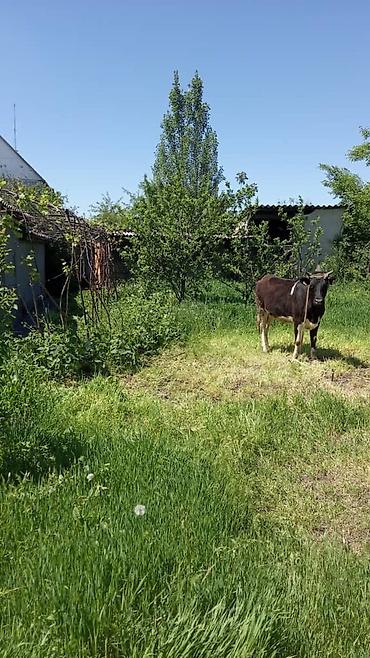 Продажа коттеджей и домов: Продаётся частный дом с приусадебным участком в селе Сокулук,площадь — 2