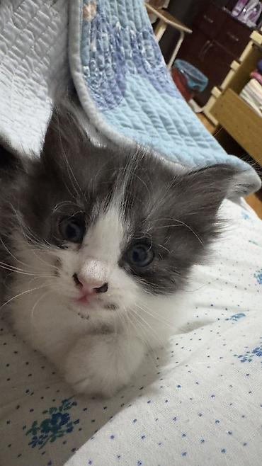 белые кошки купить: 3 котенка и 2 кошки отдам в добрые руки Пушистые — 2