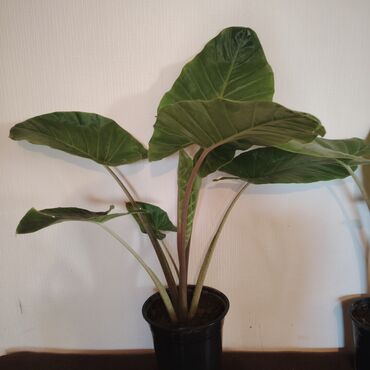 купить комнатные растения: Alocasia (Fil qulağı) dekorativ ev bitkisi - Növ: Alocasia – iri