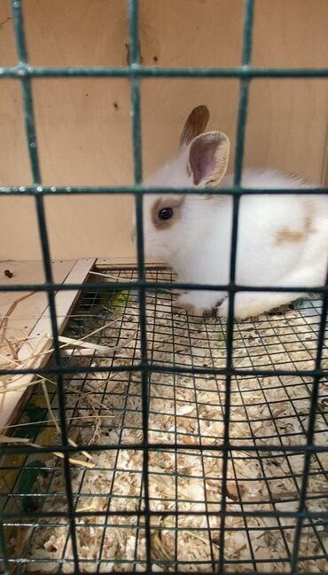 dekarativ heyvanlar: Продается декоративный кролик по имени персик, вместе с мисками и