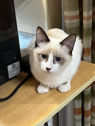 котики бишкек: Кошка даром: Беспородная, 3 месяца, Мальчик, Приучена к лотку, Проглистована