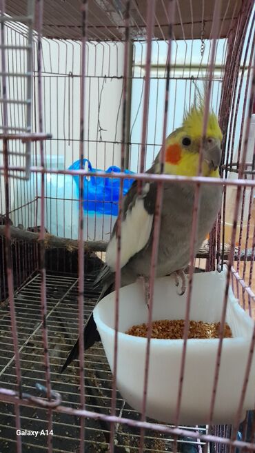 коты в добрые руки: 1 cüt korella satilir boz reng fit çalir oynayir