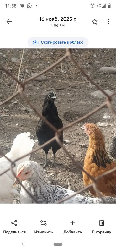 Куры, петухи: Продаю | Куры | Домашняя | Для разведения — 8