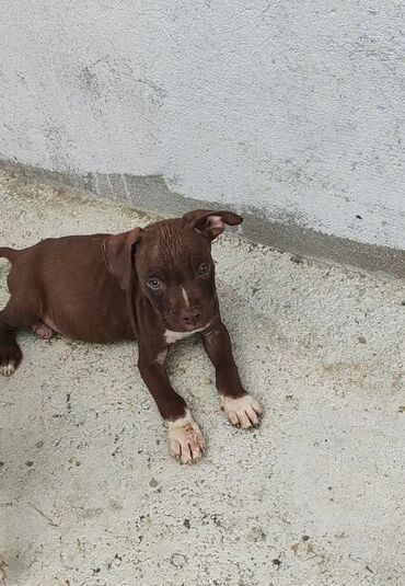 i̇tlər doberman: Pitbul, 2 ay, Erkek