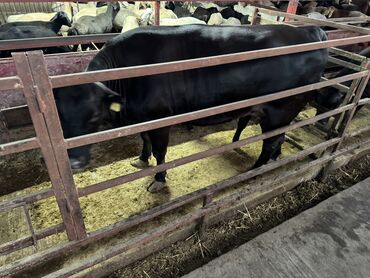 Коровы, быки: Продаю | Корова (самка), Тёлка | Ангус | На забой | Не стельные