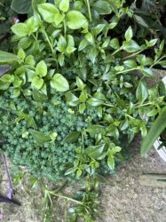 Xalçalar: Xalça -da lalafo.az — 47 Xalçalar: Xalça — 47