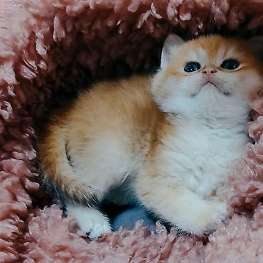 Pişiklər: Britan — 7