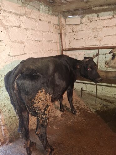 Inəklər, öküzlər: Qisir ineyler 4 de etdiydir alan olsa razilawma olacaq mallar — 15