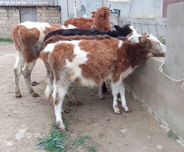 Dana, buzov: Dana, buzov, Dişi, Simental, ay: 4, 40 kq, Damazlıq — 1