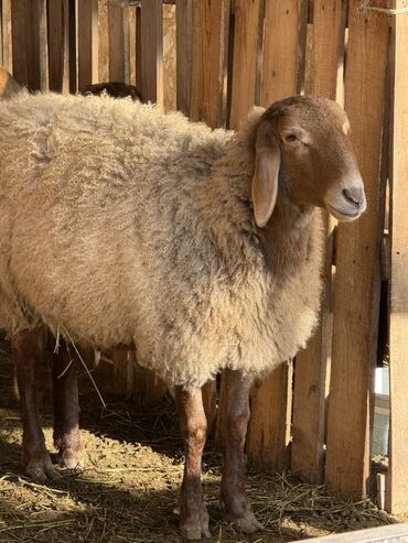 Баран, овца: Продаю | Овца (самка) | Для разведения | Ярка — 10