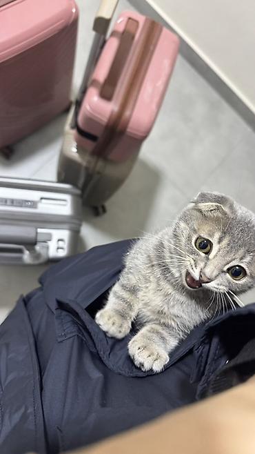 Продажа кошек: Шотландский вислоухий котенок (скоттиш-фолд) - Окрас: серый — 1