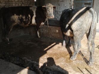 срочно продаю в связи с переездом: Сатам | Бука (эркек)