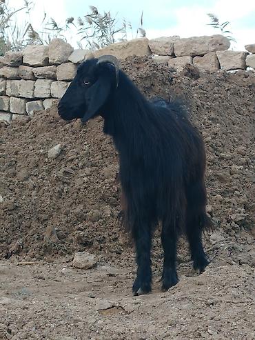 qoyun heyvan: Erkək, il: 2, Damazlıq, Pulsuz çatdırılma — 4