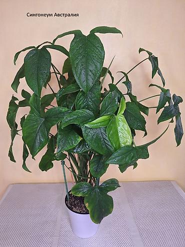 Другие комнатные растения: #Аллоказии/Сингонеумы/ Прочее-Домашние - Адаптированные!!! — 5