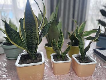 Драцены и Сансевиерии: Сансевиерия (сансевьера, «тещин язык») в горшках. - Варианты сортов — 2