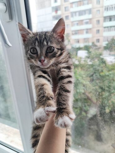 серый котенок: Отдаю котёнка(девочка ) даром в добрые руки котенок от глистов и