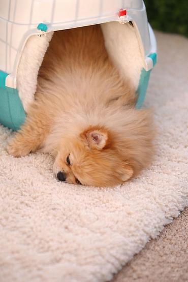 Psi: Pomeranac zenkica. Dostupna prelepa ženkica pomeranca. Starosti 4 mes — 1