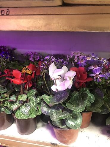 Подарочная упаковка: Подарочные композиции в коробке-сумке - Живые комнатные — 7