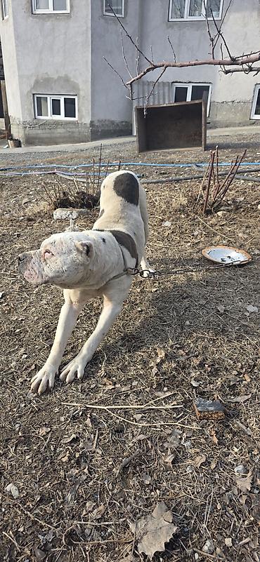 Продажа собак: Американский бульдог, кобель, белый с крупными темными пятнами на — 7