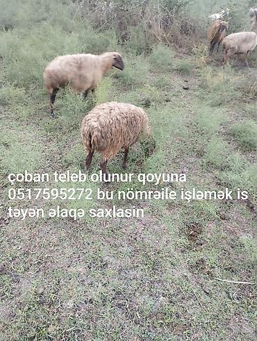 ferma işi 2025: Çoban, 35 yaş, 1-2 illik təcrübə — 1