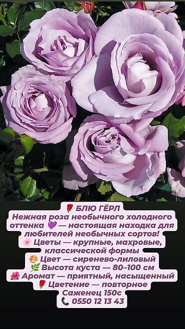 Кустовые розы в наличии. Отправляю саженцы по Кыргызстану. Цена на