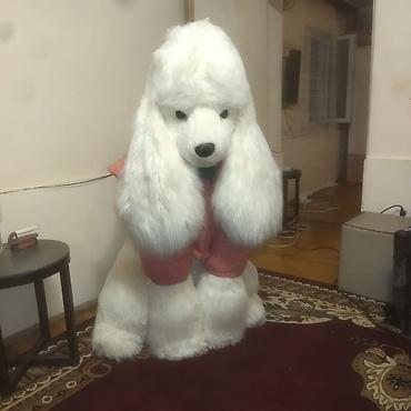 toy pudil: Satıram brend maldır yenidir Nəhəng plyuş pudel fiquru - Realistik — 4