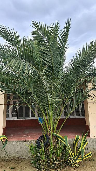 limon ağacları: 🌴 XURMA AĞACI SATILIR! 🌴 Həyətinizə gözəllik qatacaq xurma ağacı — 1