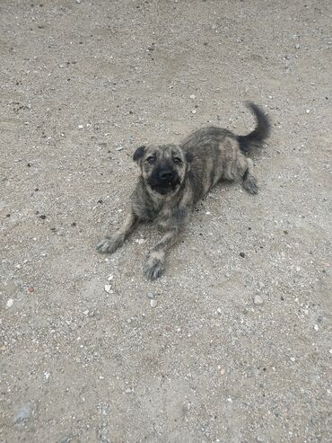 джек рассел терьер сколько стоит: Звонок, 1 год, Самка