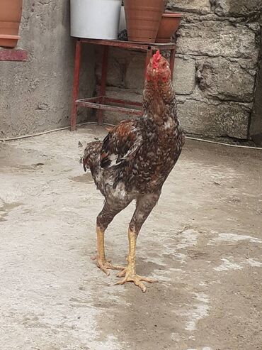 Pleymut xoruzudur 8 ayliqdir .doyuwcu oldugu ucun baxa bilmirem barter