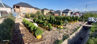 Декоративные деревья: Саженцы деревьев: Платная доставка — 7