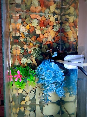 Рыбы: Продаются 2 аквариума с рыбками гуппи 🐠 В комплекте: ^ два ухоженных — 9