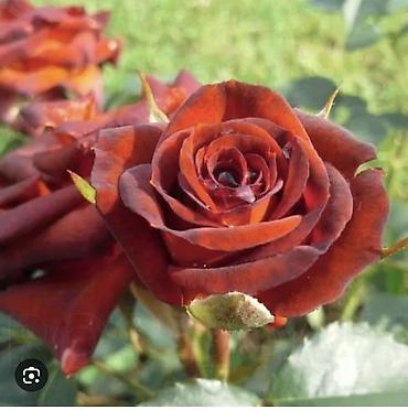 Роза: Саженцы — 20