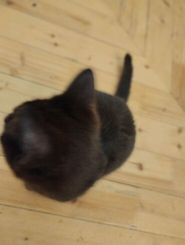 Pişiklər: Yaxşı əllərə — 9