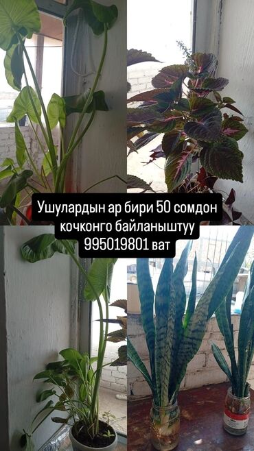 комнатные цветы сокулук: Комнатные растения В наличии несколько видов: -