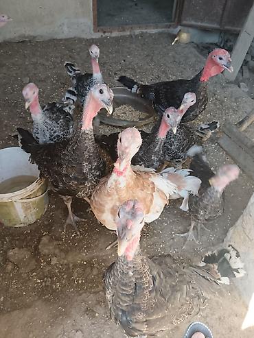 bakida cins ineklerin satisi: Hinduşka 20 eded birge satilır 3aylığdı — 1