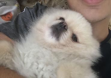 siberian wellness qurd dermani: Şpitz, 11 ay, Dişi, Peyvəndli, Pulsuz çatdırılma, Ödənişli çatdırılma, Ünvandan götürmə — 3