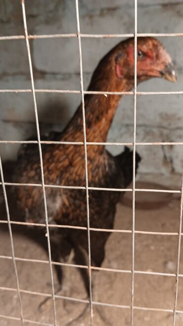 Xoruzlar: Xoruz, il: <1, Ünvandan götürmə — 6