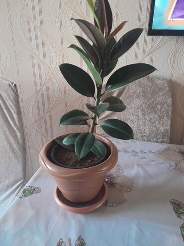 фикус: Ficus meliniya