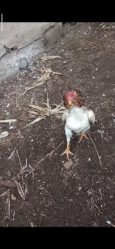 Птицы: Продаю Инкубационное яйцо Чисто кровных даканов разных пород: Китаец — 17