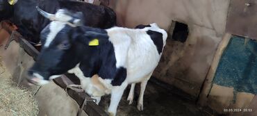 Коровы, быки: Продаю | Корова (самка) | Голштин, Алатауская | На откорм, На забой, Для разведения