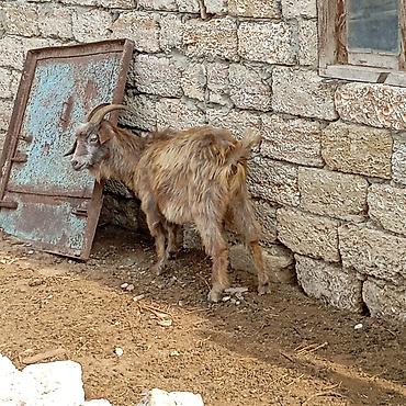 sudlu keci: Qocalı/keçi sürüsü – erkək və dişi fərdlər - Növ: yerli dağ keçisi — 4