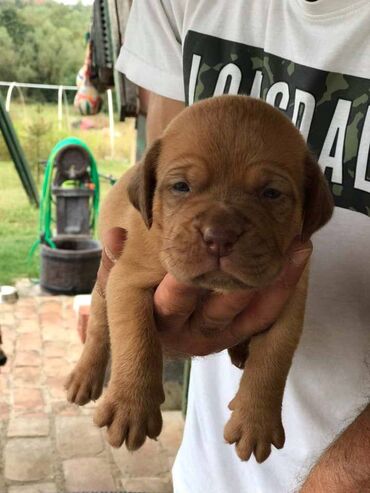 Psi: Stenci Bordoska doge vrhunske krvne linije na prodaju ostenjeni na lalafo.rs — 2 Psi: Stenci Bordoska doge vrhunske krvne linije na prodaju ostenjeni — 2