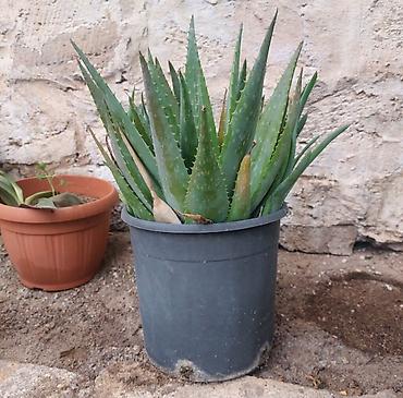 алоэ пайдасы: Aloe vera (sukkulent) – dibçək bitkisi - Növ: Aloe vera (Aloe — 5